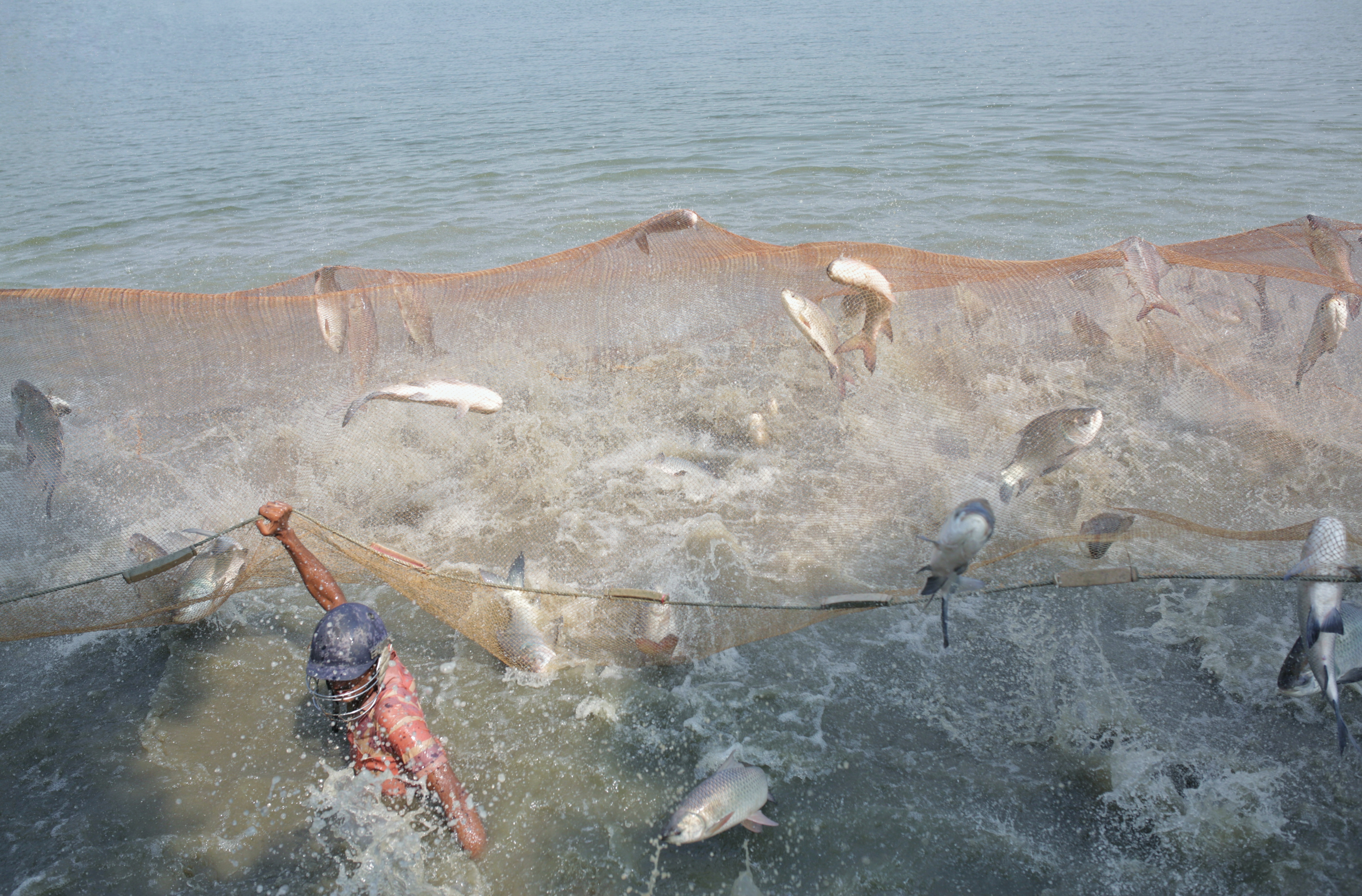 Bangladesh aquaculture ponds